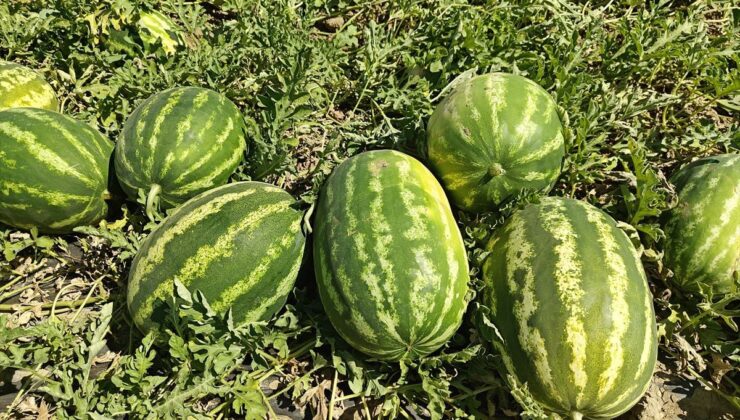 Muş Ovası’nda karpuz hasadı başladı