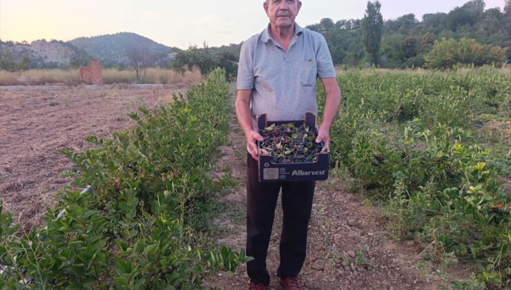 Nallıhan’da Aronya Hasadı: İlaçsız Üretimden İlk Meyveler