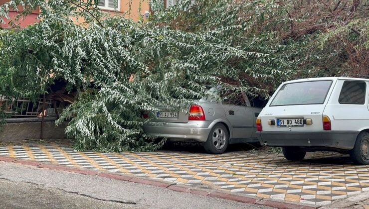 Niğde’de Ağaç Devrildi: Park Halindeki Otomobil Hasar Gördü