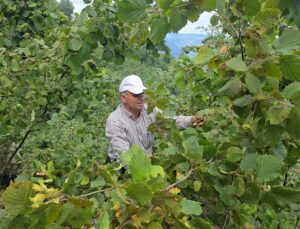 Ordu’da Hayır İçin Camiye Bağışlanan 1 Ton Fındık İmece Usulüyle Toplandı