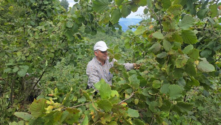 Ordu’da Hayır İçin Camiye Bağışlanan 1 Ton Fındık İmece Usulüyle Toplandı
