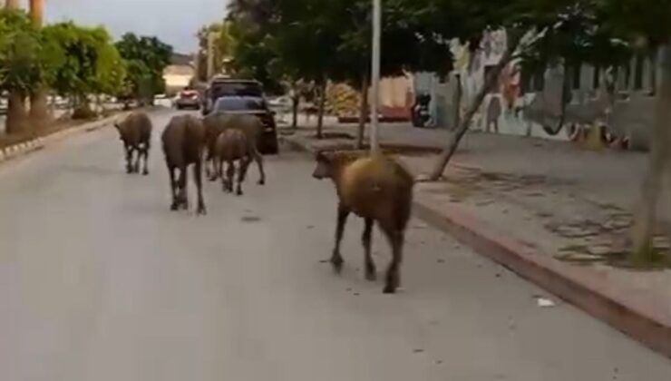 Samandağ’da Başıboş Anguslar Şehir Trafiğine Çıktı