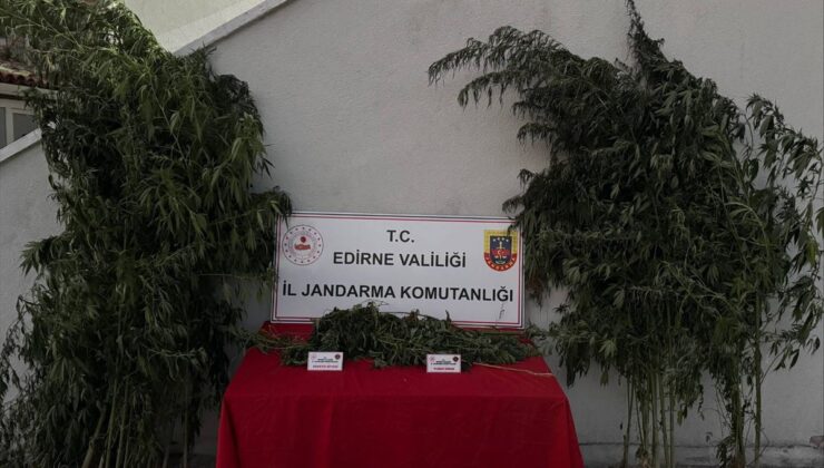 Uzunköprü’de kamu arazisine ekilen hint kenevirine operasyon: 1 gözaltı