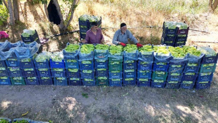 86 yaşında günde 6 ton biber üretiyor! Ahmet Can’ı her sabah camına vuran kuş kaldırıyor