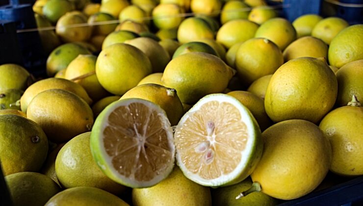 Adana’da limon hasadı başladı: Dalında 5 TL olan limon markette 100 TL