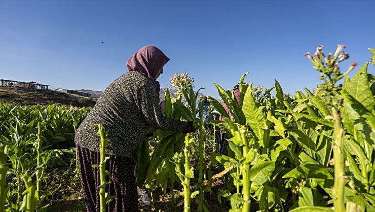 Adıyaman Çelikhan’da 32 hektarlık tütün hasadında 9 bin ton rekolte bekleniyor