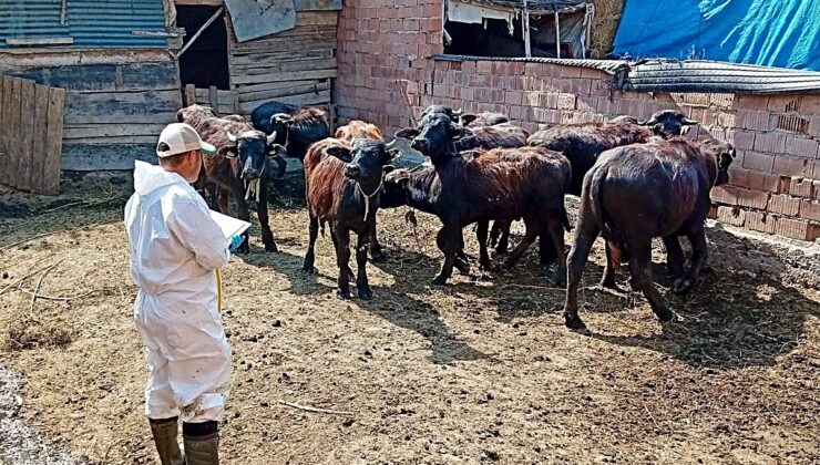 Afyonkarahisar’ın Çay ilçesinde büyükbaş hayvanlara şap ve brusella aşıları yapıldı
