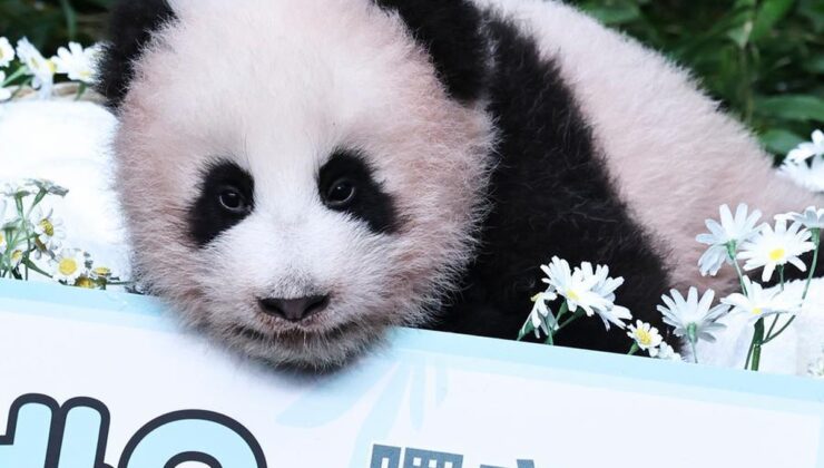 Albüm: Güney Kore’de doğan dev panda yavrusuna Shu Bao adı verildi