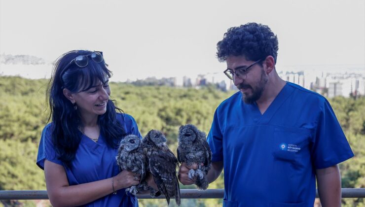 Antalya’da tedavileri tamamlanan 3 alaca baykuş yavrusu doğaya bırakıldı