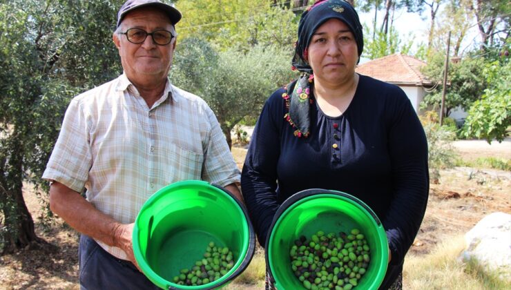 Antalya’da zeytinde yüzde 30 rekolte artışıyla yaklaşık 70 bin ton hasat bekleniyor