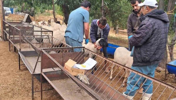Aydın Köşk’te koyun ve keçilere küpeleme ile çiçek ve veba aşısı yapılıyor