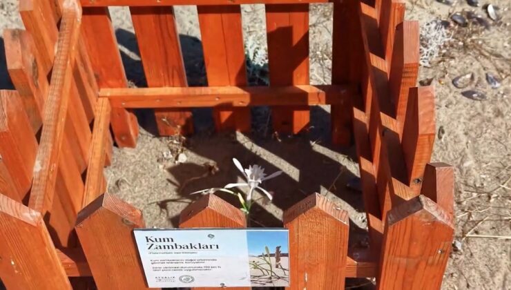 Balıkesir Ayvalık’ta kum zambakları ahşap kafeslerle koruma altına alındı