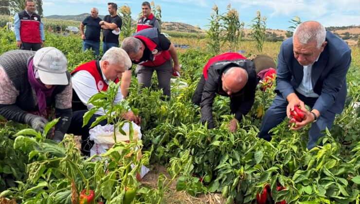 Balıkesir Milletvekili Mustafa Canbey, Kepsut’ta kapya biber hasadına katıldı