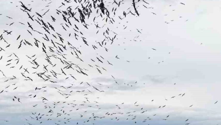 Balıkesir Paşalimanı açıklarında yüzlerce kuşun senkronize uçuşu dronla görüntülendi