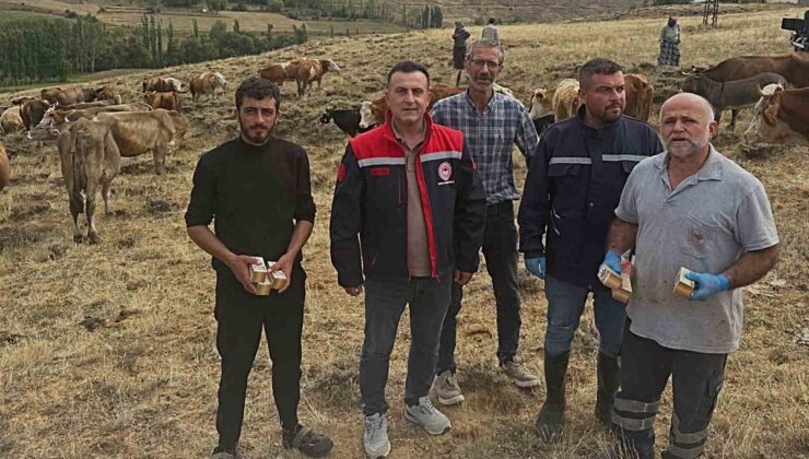 Bayburt Aydıntepe’de Tarım ve Orman Müdürlüğü yonca otlatmada şişkinlik uyarısı yaptı