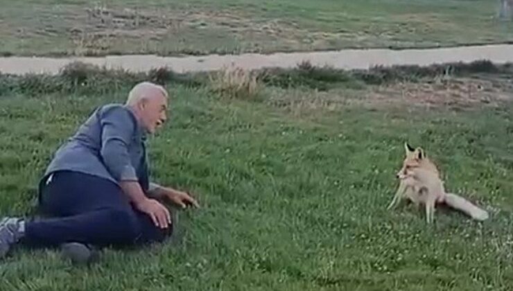 Bayburt Demirözü’nde piknik yapan Mikail Şeker, tilkiyi elleriyle besledi