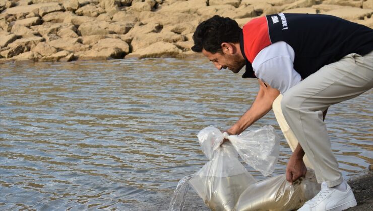 Bayburt’ta göletlere 150 bin sazan yavrusu bırakılarak stoklar güçlendirilecek