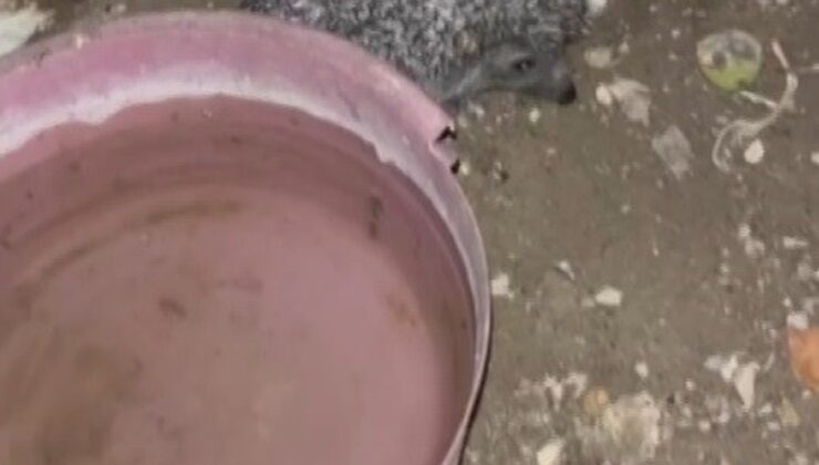 Bayburt’ta tavuklar için bırakılan suya bu kez kirpi, ardından tilki de geldi