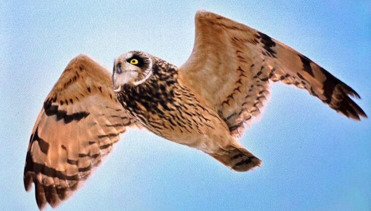 BirdLife raporuna göre 1843 göçmen kuş türünün yüzde 45’inin popülasyonu azalıyor