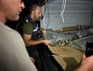 Bitlis’te su kaynakları 1 milyon 397 bin 500 yavru sazanla buluştu