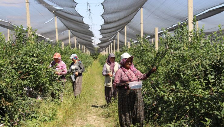Çin’den Antalya’ya Uzanan Başarı Hikayesi: Yaban Mersiniyle İhracatta