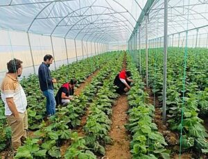 Cizre’deki seralarda denetim yapıldı, Katran köyündeki üreticilere bilgi verildi