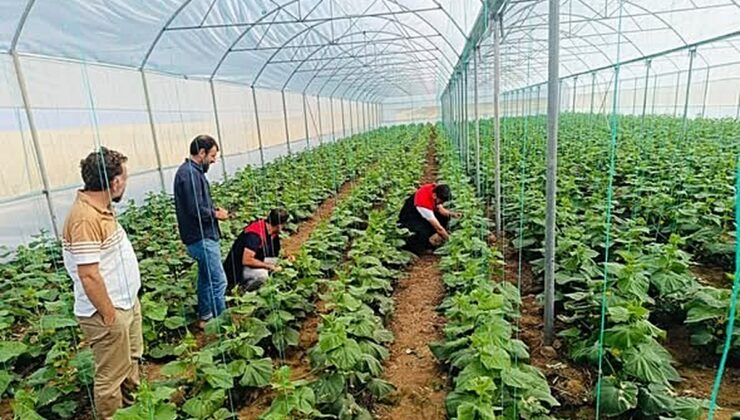 Cizre’deki seralarda denetim yapıldı, Katran köyündeki üreticilere bilgi verildi