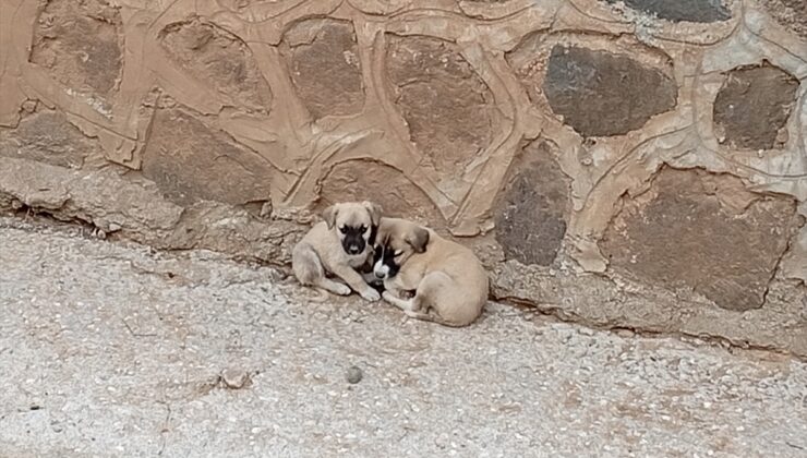 Çorum Uğurludağ’da dere yatağına inen itfaiye 2 yavru köpeği kurtardı