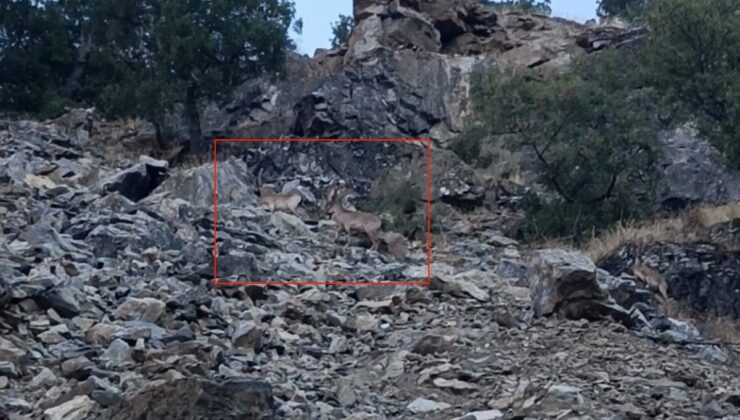 Çüngüş’te yavrularıyla gezen koruma altındaki dağ keçileri cep telefonuna yansıdı
