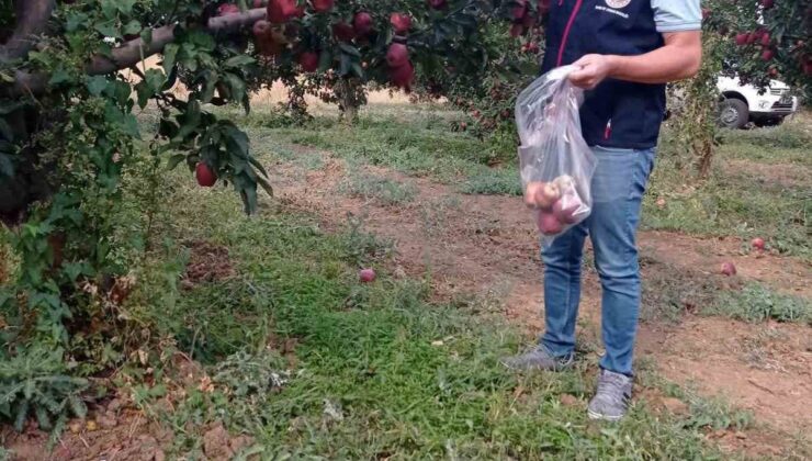Denizli Çivril’de elma bahçelerinde hasat öncesi pestisit kalıntısı kontrol ediliyor