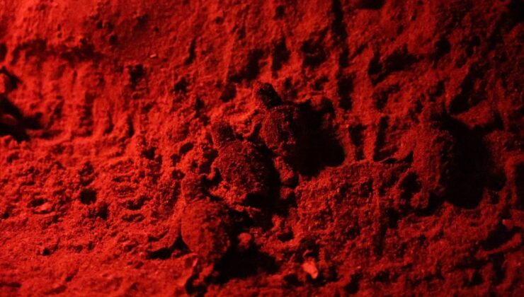 Didim’de 60 caretta caretta yavrusu denizle buluştu