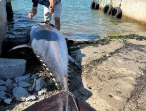 Didim’de Rekor Orkinos Avı: 2.30 Metre, 260 Kilo