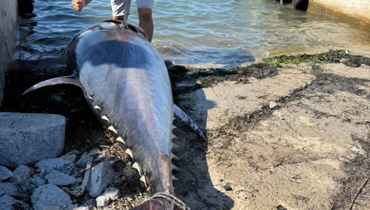 Didim’de Rekor Orkinos Avı: 2.30 Metre, 260 Kilo