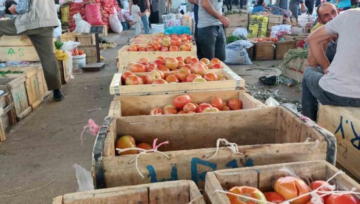 Diyarbakır Çüngüş’te Atalar domatesi hasadı başladı, fiyatı 20-30 lira