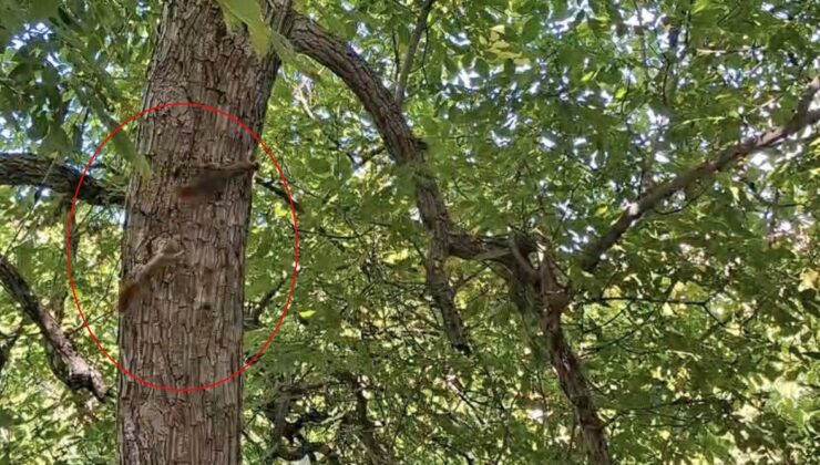 Diyarbakır Çüngüş’te iki sincabın ağaçta kovalamacası kameraya yansıdı
