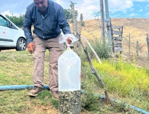 Dodurga’da Kuyucak köyü göletine İlçe Tarım ekiplerince yavru balık salındı