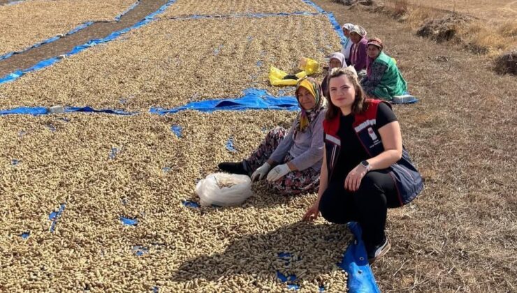Edirne Meriç’te 3 köyde 1.400 dekarda yer fıstığı hasadı başladı