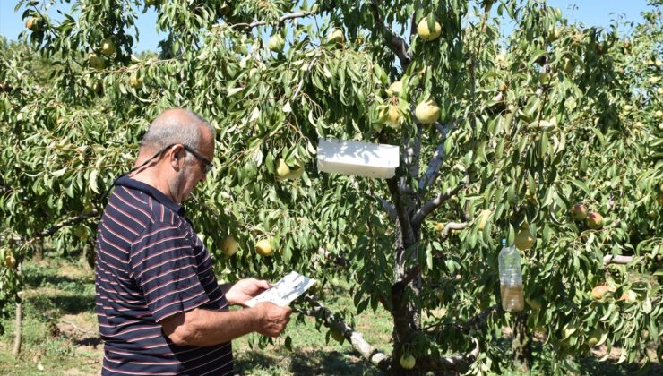 Edirne’de 70’lik Kenan Kırca’nın 15 yıldır armut bahçesinde yüzde 10 artış bekleniyor