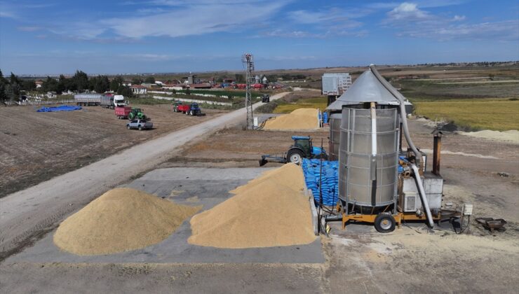 Edirne’de çeltik hasadı sürerken üreticiler devletten iyi fiyat açıklaması bekliyor