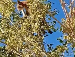 Elazığ Kovancılar’da IUCN kırmızı listesindeki 4 vaşaktan biri görüntülendi