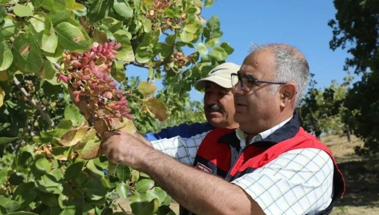 Elazığ’da 2026 Antep fıstığı hasadı başladı, yaklaşık 38,4 ton rekolte bekleniyor