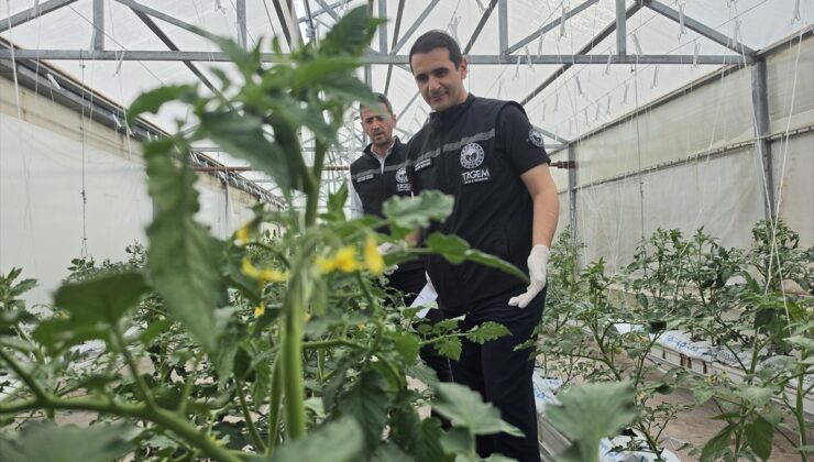 Erzincan Bahçe Kültürleri Araştırma Enstitüsü 3 yıllık topraksız tarım projesi başlattı