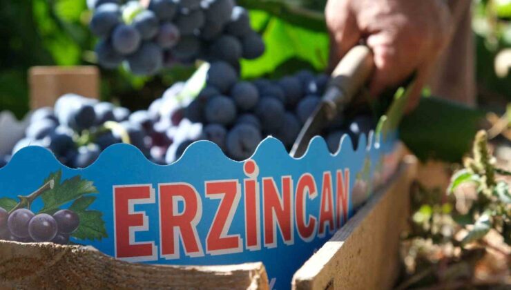 Erzincan’da Cimin Üzümü hasadı hızlandı, fiyat 75 liraya kadar düştü