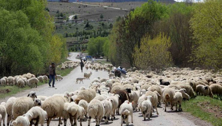 Erzincan’da göçerler, Munzur yaylalarındaki 5 aylık sezonu tamamlayıp dönüşe geçti
