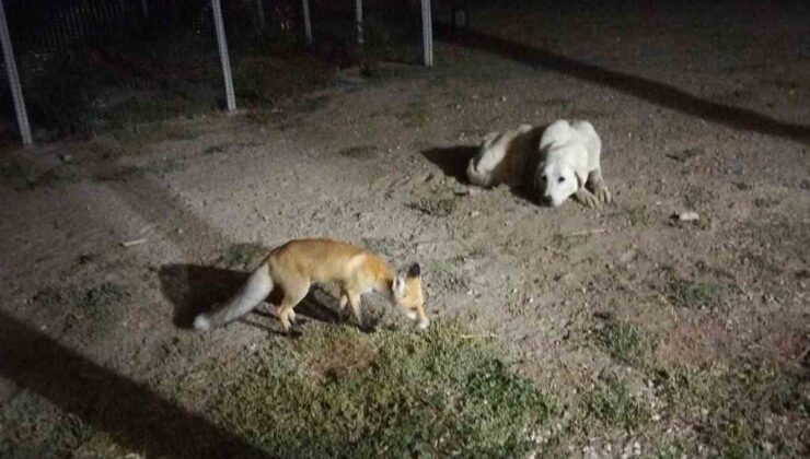 Eskişehir Sivrihisar’da bahçeye gelen tilkiyi ev sahipleri besledi