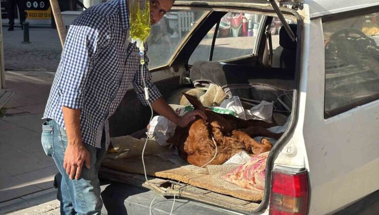Eskişehir’de rahatsızlanan Kezban adlı buzağı otomobil bagajında veterinere götürüldü