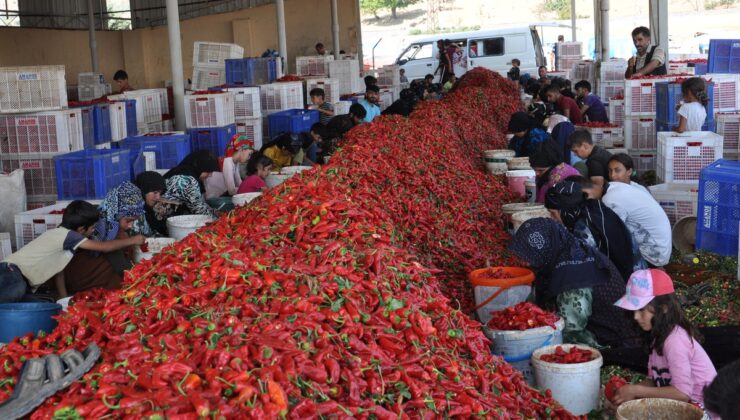 Gaziantep İslahiye’de biber hasadı sürüyor, yüzde 20 rekolte kaybı yaşanıyor