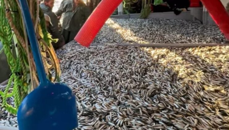 Gelibolu’da Balıkçıların Yüzü Güldü: Tek Seferde 1500 Kasa Sardalya