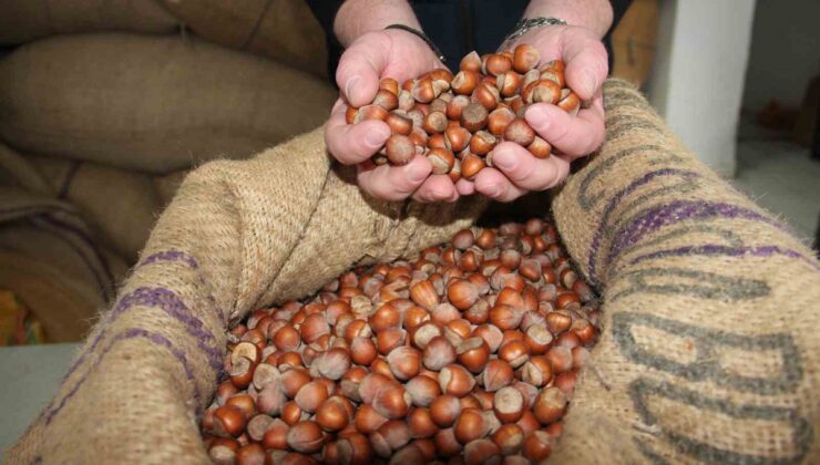Giresun’da serbest piyasada fındık 185 liraya gerileyince üreticiler TMO’ya yöneldi