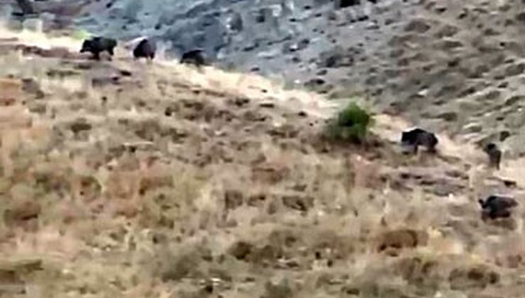 Hakkari Yüksekova’da hasada günler kala domuz sürüsü elma bahçesini talan etti
